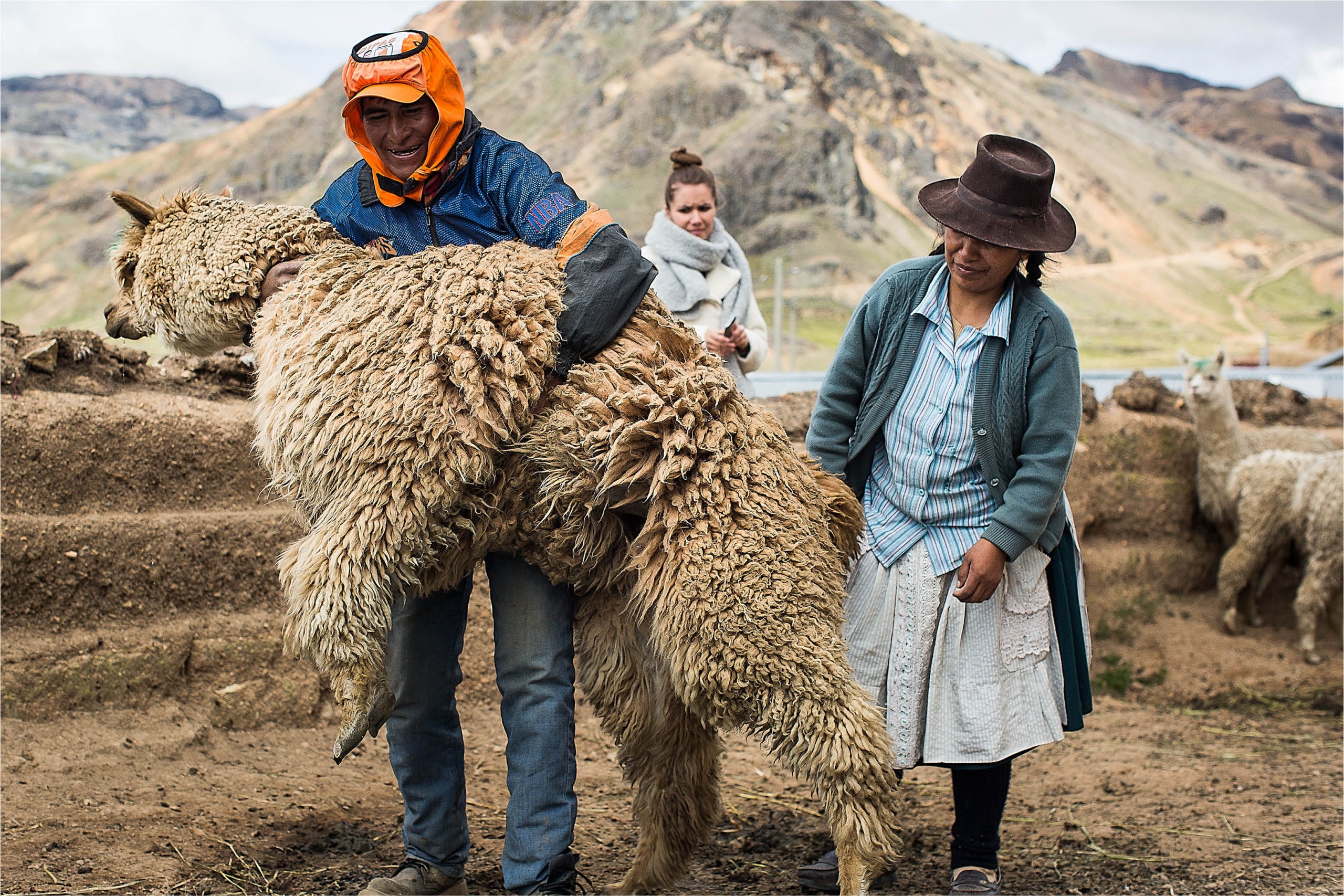 2016 LN Knits Peru_dag 5_Ayacucho_Alpaca's BLOG3