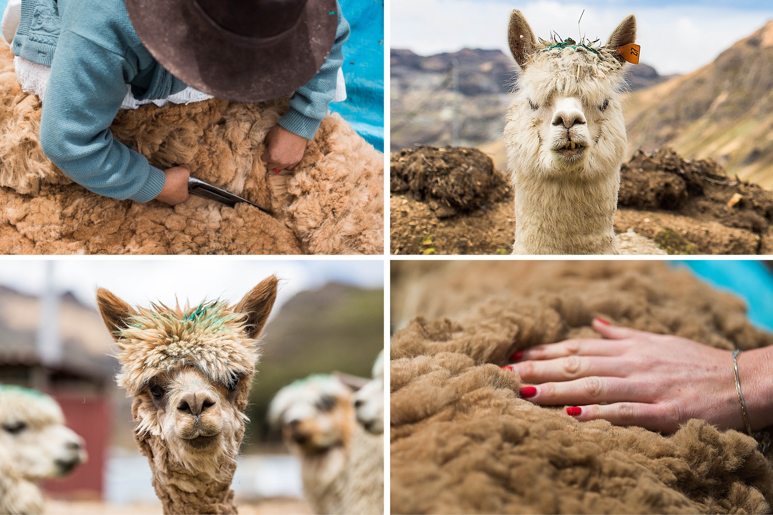 2016 LN Knits Peru_dag 5_Ayacucho_Alpaca's BLOG4