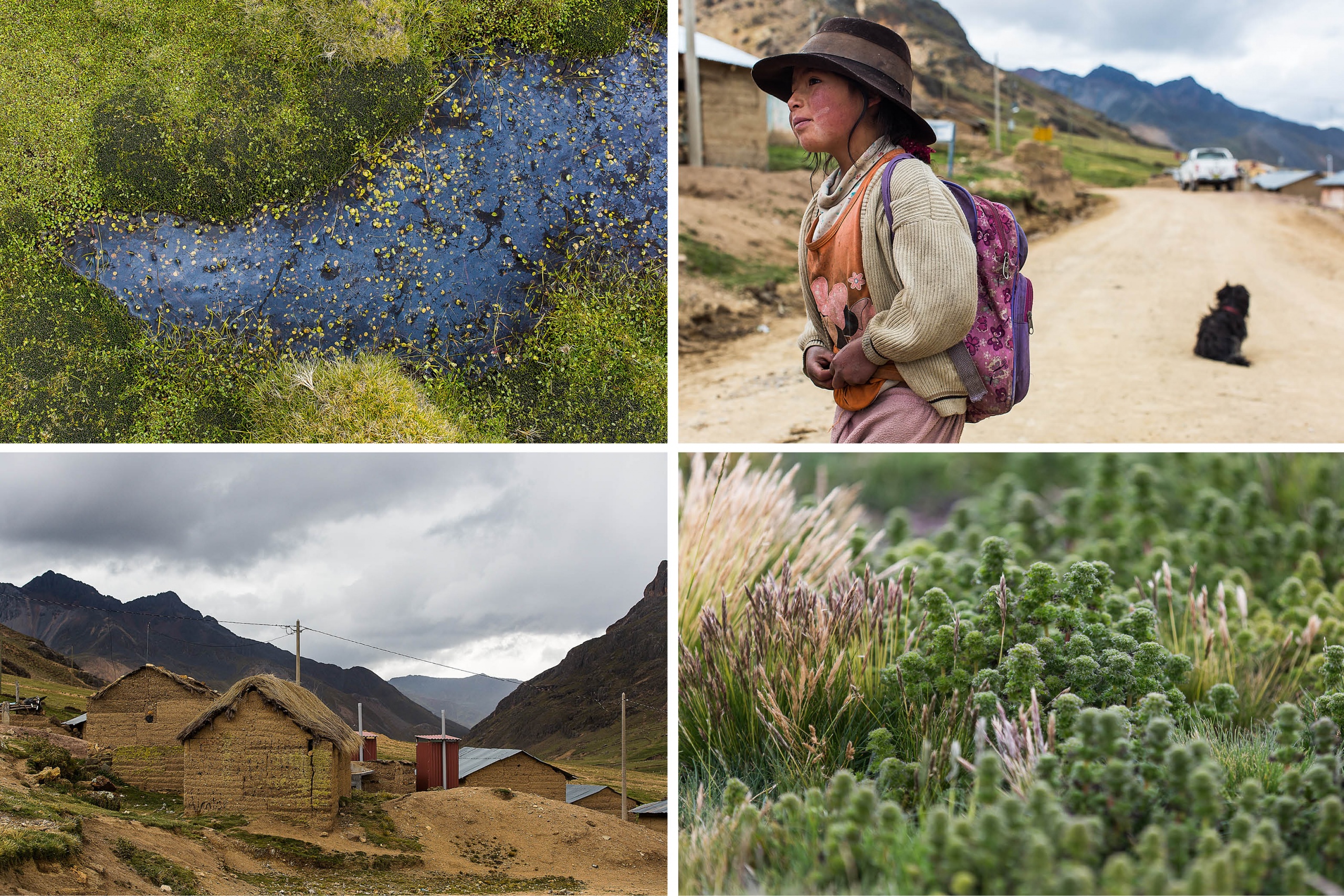 2016 LN Knits Peru_dag 5_Ayacucho_Alpaca's BLOG7