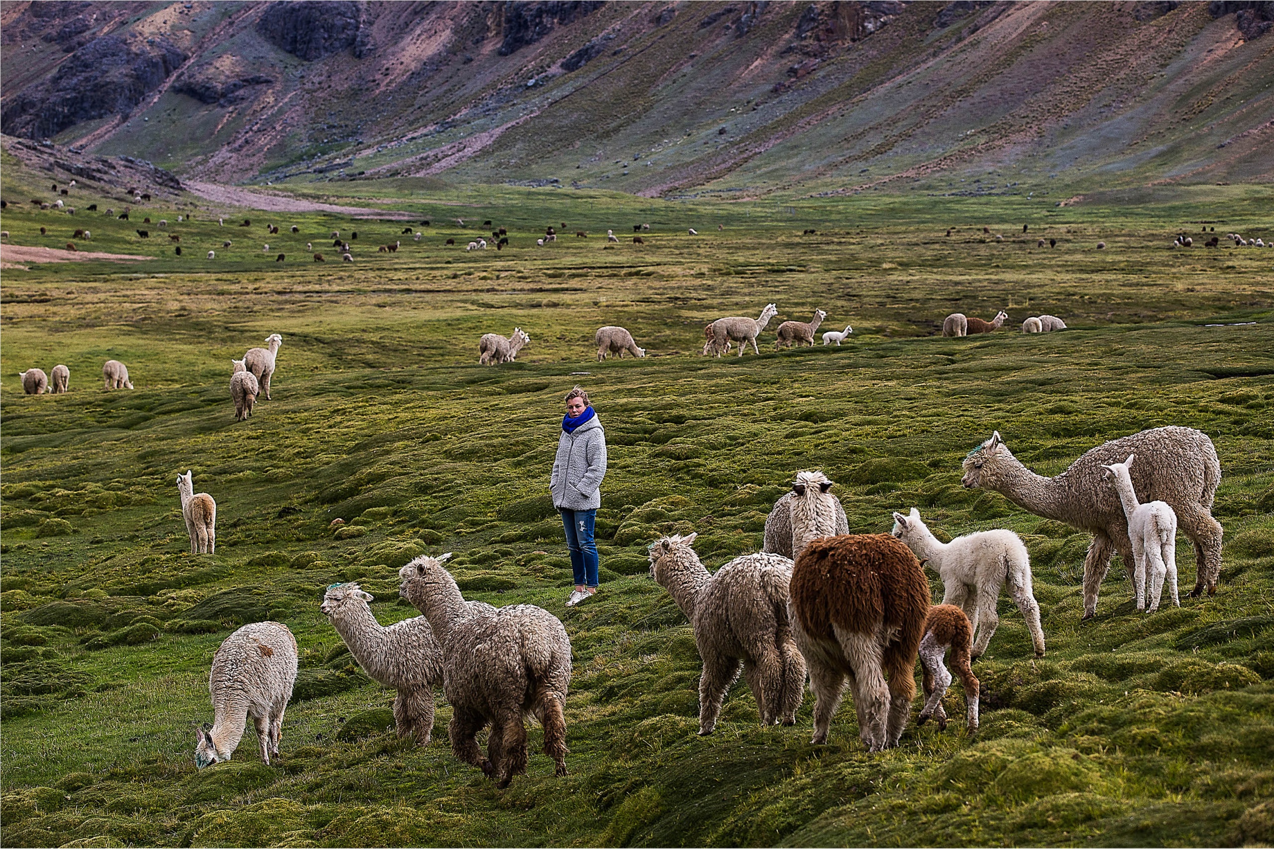 2016 LN Knits Peru_dag 5_Ayacucho_Alpaca's BLOG8